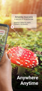 Screenshot Picture Mushroom - Mushroom ID Mod APK