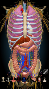 Screenshot Anatomy Learning - 3D Anatomy Mod APK