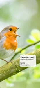 Screenshot Picture Bird - Bird Identifier Mod APK