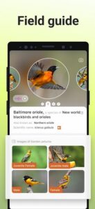 Screenshot Picture Bird - Bird Identifier Mod APK