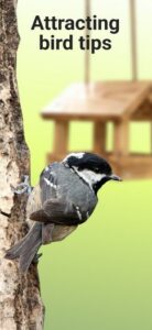 Screenshot Picture Bird - Bird Identifier Mod APK