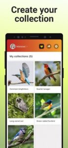 Screenshot Picture Bird - Bird Identifier Mod APK