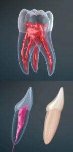 Screenshot Dental 3D Illustrations Mod APK