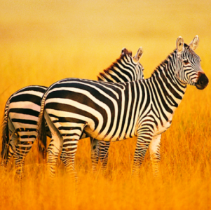 Télécharger The Zebra Mod Apk v1.1.5 (Unlimited Currency) dernière version 2026