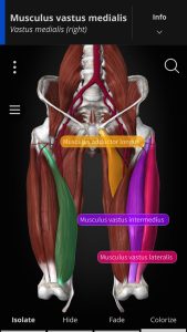 Screenshot Anatomyka – 3D Anatomy Atlas Mod APK