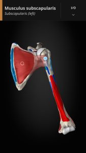 Screenshot Anatomyka – 3D Anatomy Atlas Mod APK