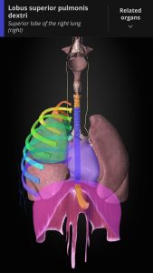 Screenshot Anatomyka – 3D Anatomy Atlas Mod APK