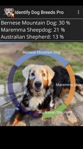 Screenshot Identify Dog Breeds Pro Mod APK